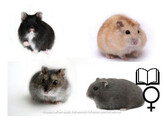 Russische hamster mix vrouw   certificaat