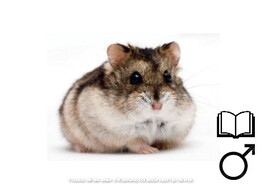 Russische hamster wildkleur man   certificaat