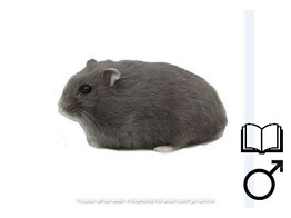 Russische hamster blauw man   certificaat