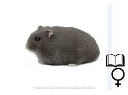 Russische hamster blauw vrouw   certificaat