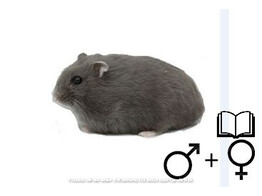 Russische hamster blauw beide geslachten   certificaat