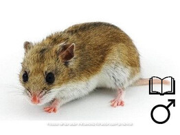 Chinese hamster man   certificaat