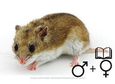 Chinese hamster beide geslachten   certificaat