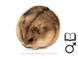 Campbelli hamster man   certificaat