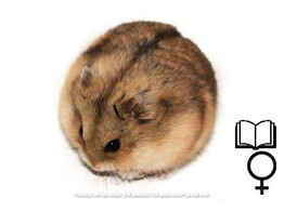Campbelli hamster vrouw   certificaat