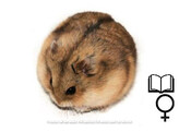 Campbelli hamster vrouw   certificaat