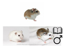 Roborovski hamster mix man   certificaat