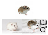 Roborovski hamster mix man   certificaat