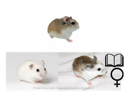 Roborovski hamster mix vrouw   certificaat