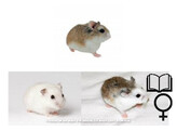 Roborovski hamster mix vrouw   certificaat