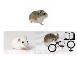 Roborovski hamster mix beide geslachten   certificaat