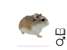 Roborovski hamster wildkleur man   certificaat