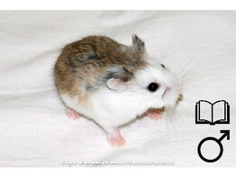Roborovski hamster gekleurd man   certificaat