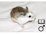 Roborovski hamster gekleurd man   certificaat