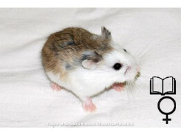 Roborovski hamster gekleurd vrouw   certificaat