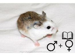 Roborovski hamster gekleurd beide geslachten   certificaat