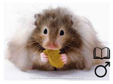 Hamster dore poils longs male   certificat