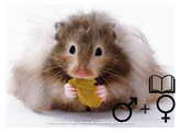 Hamster dore poils longs deux sexes   certificat