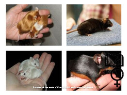Kleurmuis special mix vrouw   certificaat