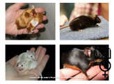 Kleurmuis special mix vrouw   certificaat