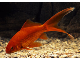 Carassius auratus Red comet 15-18