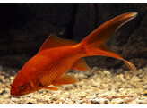 Carassius auratus Red comet 15-18