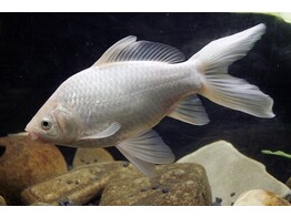 Carassius auratus White comet 12-15