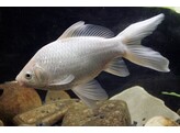 Carassius auratus White comet 12-15