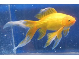 Carassius auratus Yellow Comet 10-12