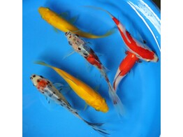 Carassius auratus Comet mix 15-18