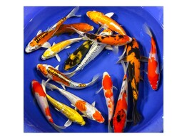 Koi Premium A-Grade Handpick Israel 20-25