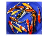 Koi Premium A-Grade Handpick Israel 20-25