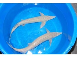 Acipenser ruthenus albino 20-25