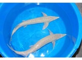 Acipenser ruthenus albino 20-25