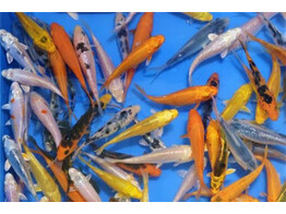 Koi Mix Europe 5-7