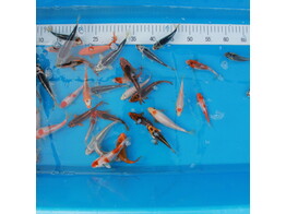 Koi Selected A-Grade Europe 12-15