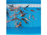 Koi Selected A-Grade Europe 12-15