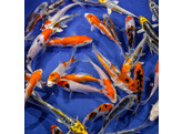 Koi Selected A-Grade Israel 20-25
