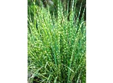 Scirpus tab.  Zebrinus 