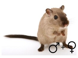 Gerbil beide geslachten