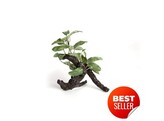 Reptech Terrarium plant  small ficus