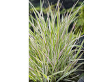Phalaris arundinacea