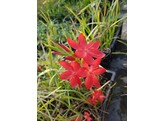 Schizostylis coccinea - Major