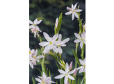 Schizostylis coccinea  Mrs Hegarty 