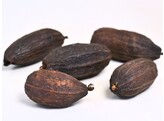 Cacao bean brown 12-18 cm