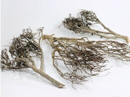 Tea bush 50-70 cm