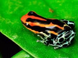 Ranitomeya ventrimaculata Five lined Dartfrog Nakweek/Elevag