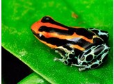 Ranitomeya ventrimaculata Five lined Dartfrog Nakweek/Elevag