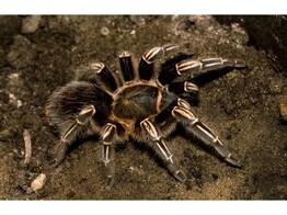 Aphonopelma seemanni Stripe Knee Tarantula L Nakweek / Sau