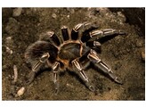 Aphonopelma seemanni Stripe Knee Tarantula L Nakweek / Sau